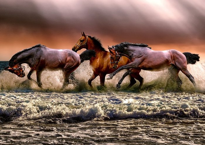 Animal Horses Fauna Nature Cavalry Sea 